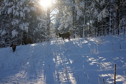 Flagstaff