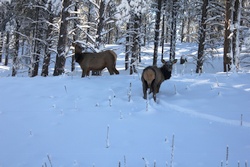 Flagstaff