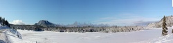 Frozen Trees