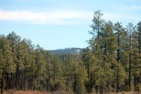 Payson-Showlow Loop