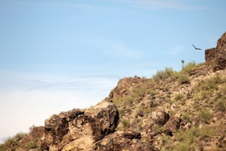 saguaro lake