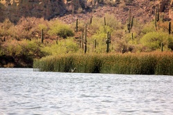 saguaro lake