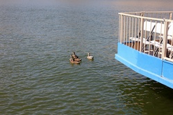 saguaro lake