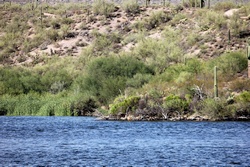 saguaro lake