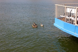 saguaro lake