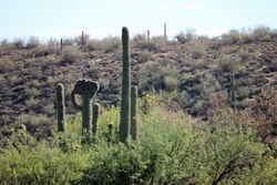 saguaro lake