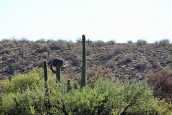 saguaro lake