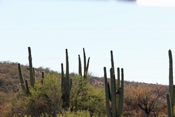 saguaro lake