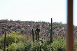 saguaro lake