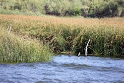 saguaro lake